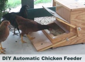 DIY Automatic Chicken Treadle Feeder