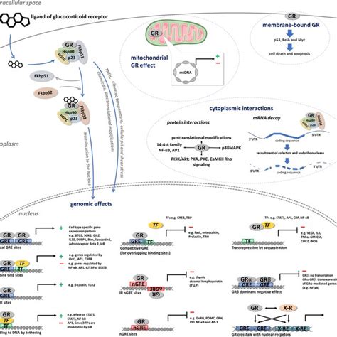 GR activation and GR-mediated mechanisms of action. See details in the ...
