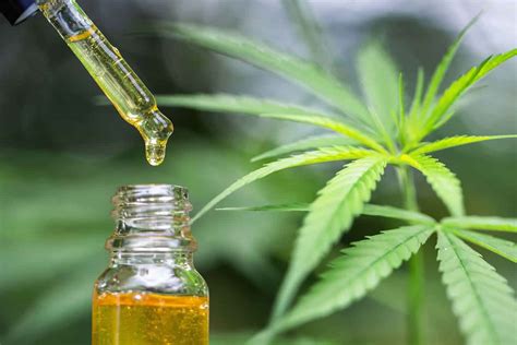 Cannabis oil uses, dosage, risks & side effects