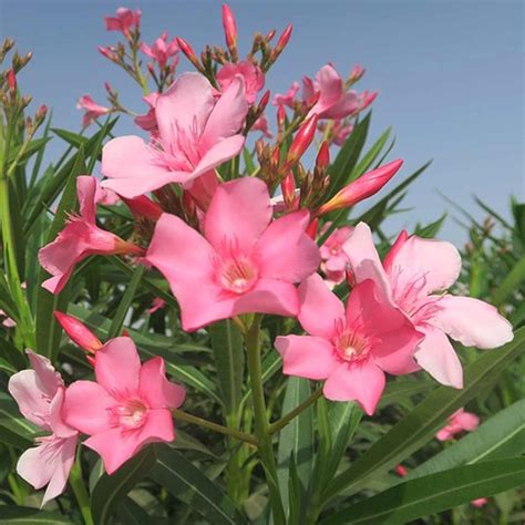 Nerium Oleander Plant