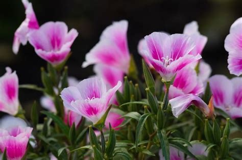 Landh Seeds Pacific Northwest Native Seed