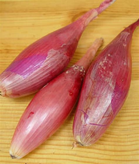 20italian Long Red Florence Onion Seeds 97 Etsy