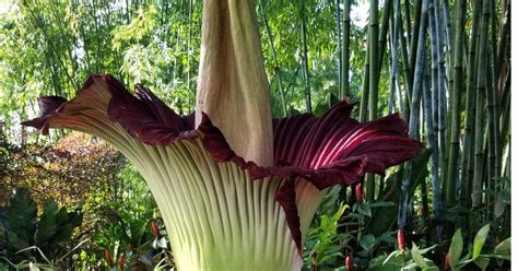 Flor nocturna que florece una vez al año Nucleo Jardin