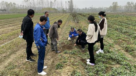 华农教授来我市调研半夏机械化收获情况 天门市人民政府