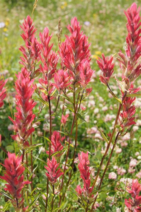 paintbrush flower 2