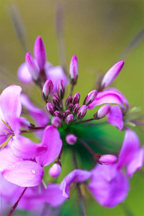 "Cleome" by Stocksy Contributor "ALAN SHAPIRO" - Stocksy
