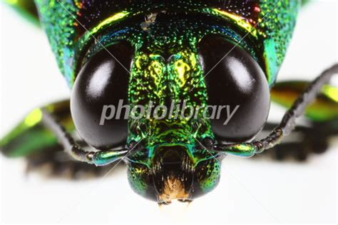 photolibrary