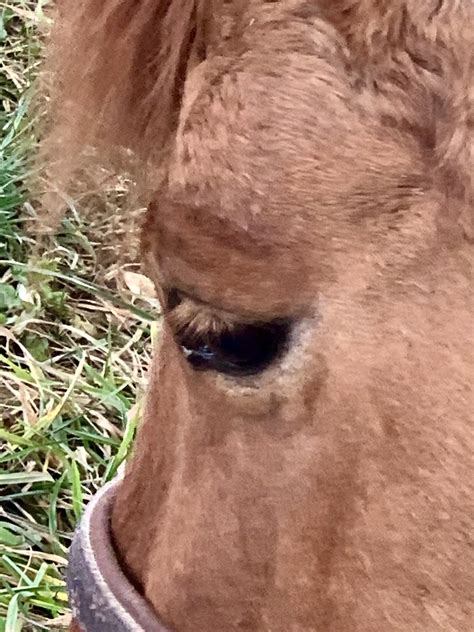 Glory QH Janine Schümperli Flickr