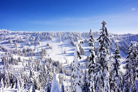 4K 5K Seasons Winter Scenery Spruce Snow HD Wallpaper Rare Gallery