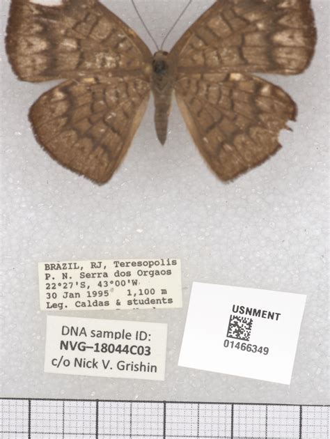 Emesis fastidiosa (pinned specimens)