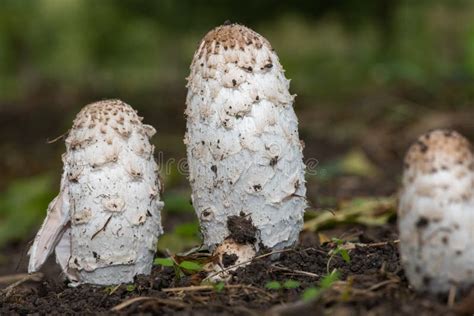 Shaggy Ink Cap Coprinus Comatus Mushrooms Stock Photo Image Of Nature