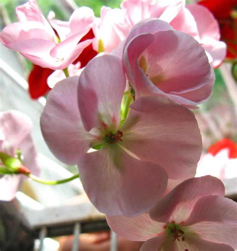 Домашние цветы - герани