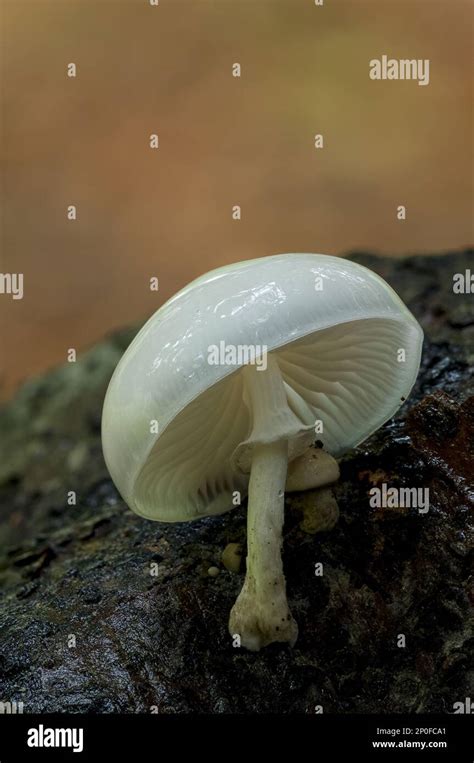 Porcelain Fungus Oudemansiella Mucida Growing On Dead Wood In Clumber