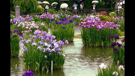 Pond Iris Varieties For Shallow Water Gardens Japanese Iris Midwest