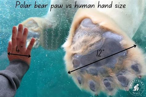 How Big Is A Polar Bear Compared To A Human? – Measuring Stuff in 2022