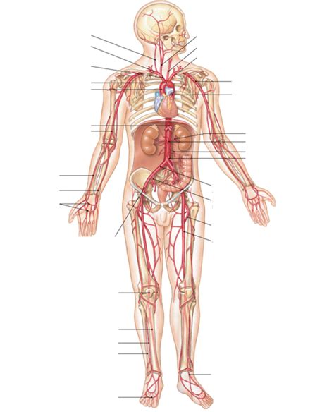 De Bloedvaten Deel Diagram Quizlet