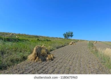 Mature Naked Oats Images Stock Photos And Vectors Shutterstock