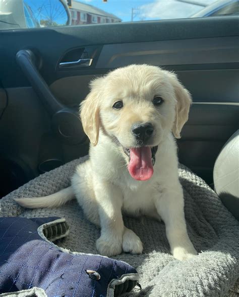 Just picked this guy up! Wooly 😍 (reverse F1b goldendoodle) : r/Goldendoodles