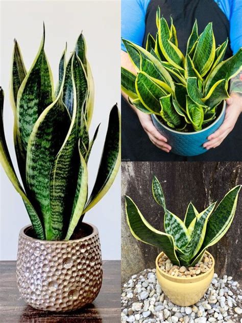 three different types of house plants in pots