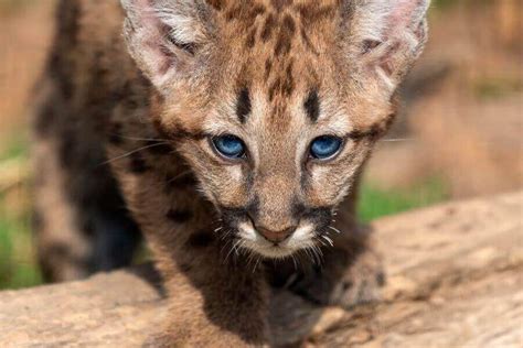 Baby Mountain Lion: What They’re Called, Facts, & Images