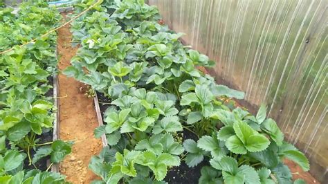 Сорт клубники СИРИЯ // В Гостях у Германа (Золотое перышко) // Ягодный ...