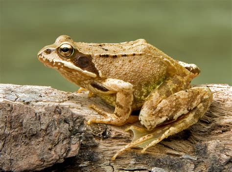 La Grenouille Rousse Vivarmor Nature