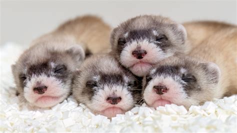 What animals in Arizona are endangered? Valley 101 podcast finds out