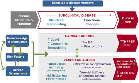 Sex Differences In Cardiovascular Ageing Heart