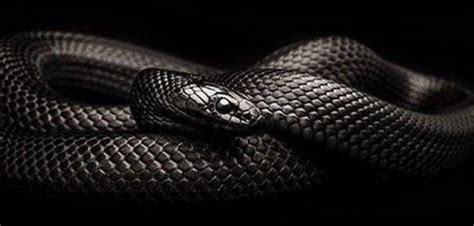 Mexican Black Kingsnake - Snake Facts