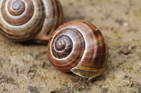 Snails Their Shells Everything You Need To Know