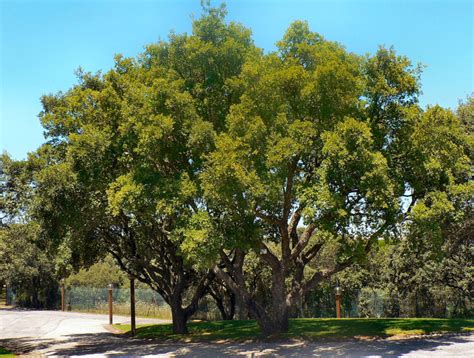 Quercus Suber Cork Oak