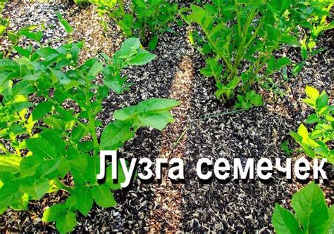 Шелуха подсолнечника и ее применение как удобрение для огорода