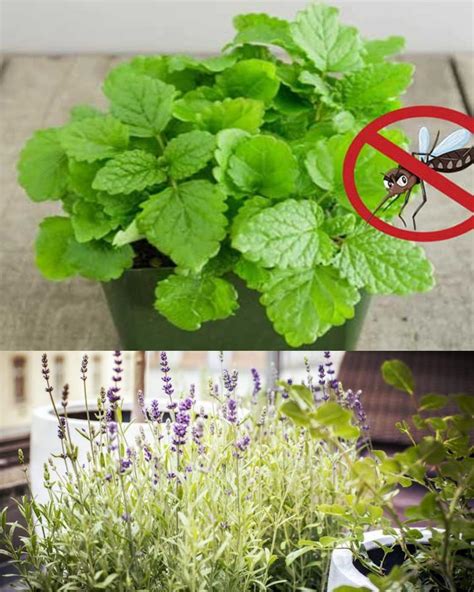 13 plantes anti moustiques répulsives et efficaces Mets Ta Toque