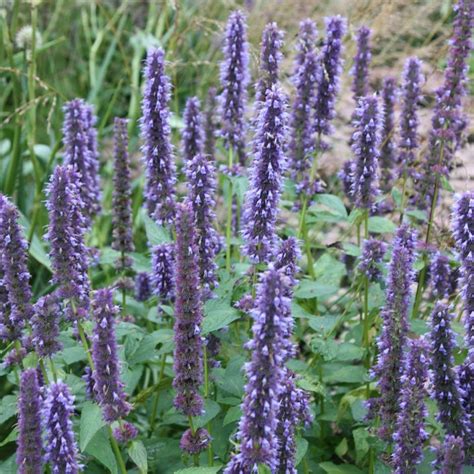 Иссоп анисовый (72 фото) - фото - картинки и рисунки: скачать бесплатно