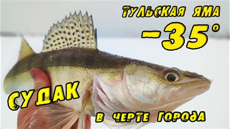 Судак на ВИБЫ зимой в -35! Распечатал Тульскую Яму! Зимняя рыбалка на ...