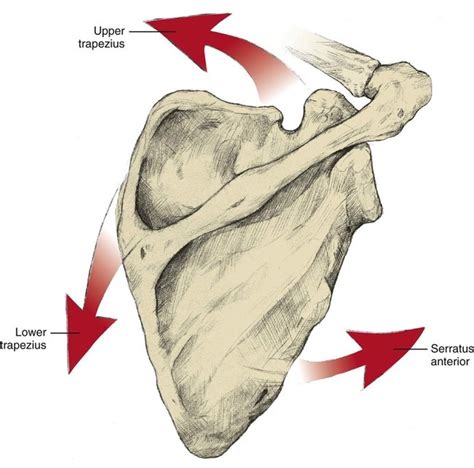 Structure And Function Of Skeletal Muscle Musculoskeletal Key