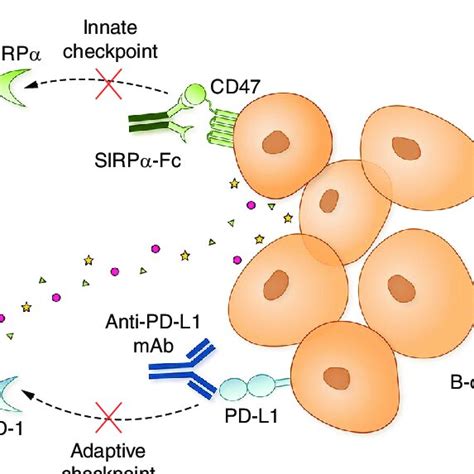 PDF Targeting CD47 Enhanced The Antitumor Immunity Of PD L1 Blockade