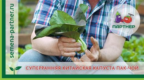 Суперранняя китайская капуста Пак-Чой ! - YouTube