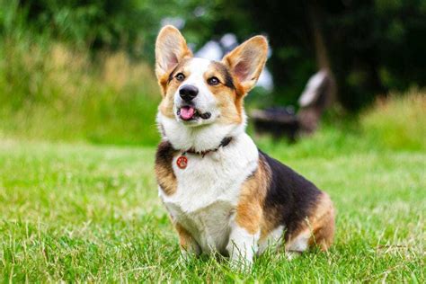 The Best Dogs for Seniors and Retirees | Your Dog Advisor