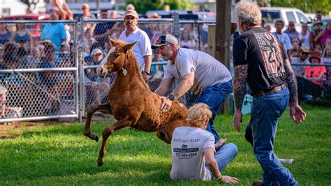 chincoteague pony auction sets  record    numbers