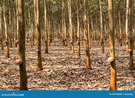 Rubber Plantation, Malaysia Stock Image | CartoonDealer.com #801679