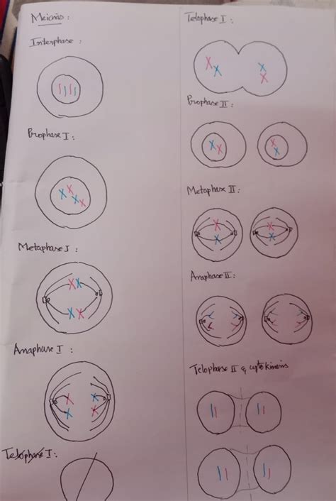 [Solved] Part 2 -Drawing the Stages of Mitosis and Meiosis (13 ...