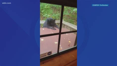 A Beary Good Attempt Bear Tries To Take A Dip In Gatlinburg Tourist S Hot Tub Wbir