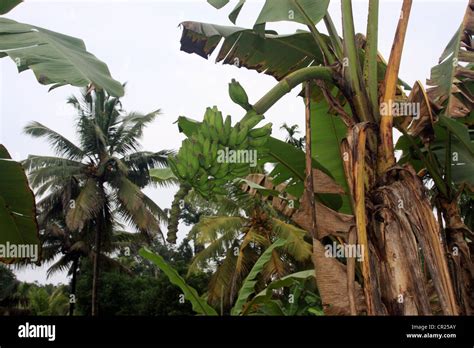 Kerala Banana Hi Res Stock Photography And Images Alamy