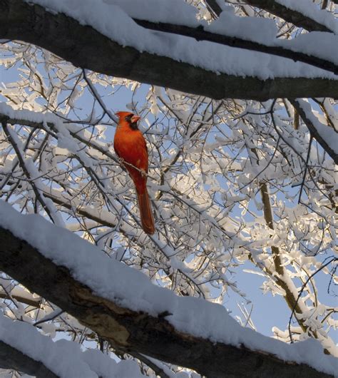 Ice Bird Free Photo Download Freeimages