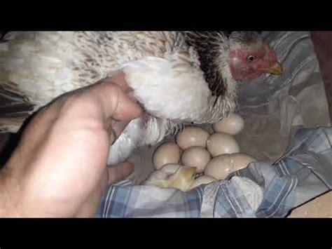 Galinha Chocando A Mais De 21 Dias - Galinha com 21 dias choca começou a sair os pintinhos - YouTube