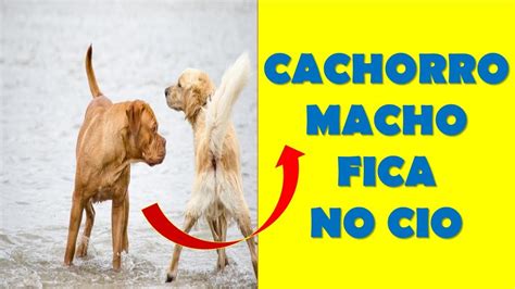 Cachorro Macho Fica No Cio - CACHORRO MACHO FICA NO CIO ? saiba porque seu cachorro entra no cio ...