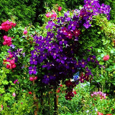 Clematis - Perennial Garden Ornamental Blooms Fast Growing Premium