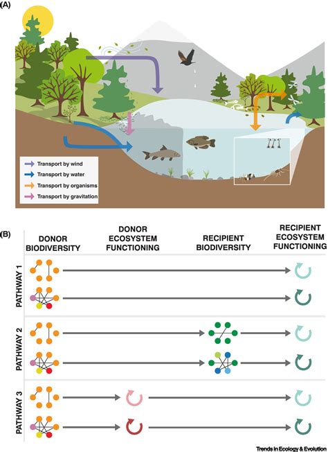 Pathways For Cross Boundary Effects Of Biodiversity On Ecosystem