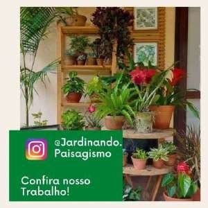 Como cuidar de orquídeas confira nosso guia Projeto Jardinando